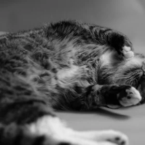 Alien kat